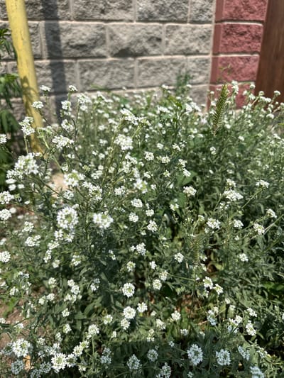 In an outdoor setting in the city of Қосшы, Kazakhstan, a cluster of small white flowers with green foliage is in focus. The flowers are arranged in dense clusters on slender stems. Behind the plants, a brick wall is visible. The wall is constructed with rectangular bricks, with a section of grey bricks on the left and a section of reddish-brown bricks on the right. A portion of a wooden fence or post is also visible to the far right. A yellow pole or post stands to the left of the flowers, casting a shadow on the brick wall. The scene appears to be captured on a sunny day, with natural lighting illuminating the plants and the wall. The ground beneath the plants is obscured by the foliage.