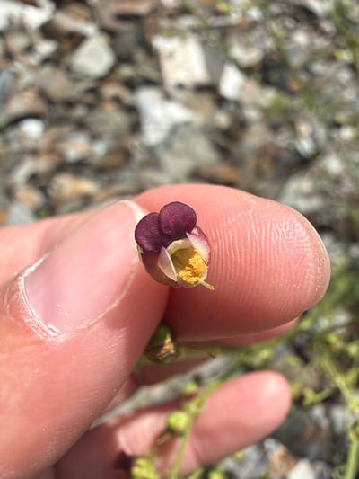 A close-up, eye-level shot shows a person's finger holding a single small flower with dark purple petals and yellow stamens. The flower is held to the right of the frame, and the finger is on the left, obscuring the lower left corner. The background is out of focus, appearing to be a rocky, gravelly surface with some green vegetation. The lighting suggests it is daytime. The location is Unknown, Georgia.