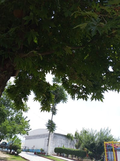 In Rahim Abad, Pakistan, a photograph captures a park scene under a bright sky, with foliage dominating the foreground. A large tree with broad, lobed green leaves arches over the frame, its textured bark visible on the left. Beneath the canopy, sunlight filters through, illuminating patches of leaves.
In the mid-ground, a modern building with a white, corrugated facade and a stone-patterned lower section is situated. A paved walkway, bordered by manicured bushes and small trees, leads towards the building. To the right of the building, a colorful playground structure with red and yellow accents is partially visible. Several trees with dense green foliage are scattered throughout the park. The ground is covered in grass and paved areas. No people are visible in the frame.