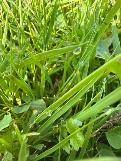 The image shows a close-up, eye-level view of wet green grass with dew drops. The grass blades are long and slender, with visible veins. The dew drops are spherical and reflect light, creating small highlights. The background is a blur of green and brown, indicating other vegetation and possibly soil. There are no people or animals visible in the image. The scene appears to be outdoors in a natural setting. The location of Baryshevo, Russia is not discernible from the image itself.