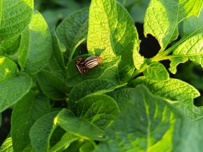 Two Colorado potato beetles are visible on the surface of a green potato leaf. One beetle is positioned on top of the other, appearing to be in the process of mating. The beetles have distinctive yellow bodies with black stripes. The potato plant exhibits some damage to its leaves, with holes and chewed edges visible. The scene is set outdoors, with natural sunlight illuminating the foliage.