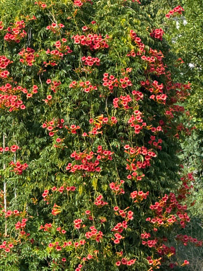 This is a full-frame, eye-level outdoor shot of a dense, overgrown trumpet vine with clusters of vibrant red-orange flowers cascading down its lush green foliage. The vine appears to be growing on a structure or along a wall, its tendrils and leaves forming a thick curtain. The flowers, trumpet-shaped and tinged with yellow at their throats, are scattered throughout the image, some in full bloom, others in bud. The background consists of out-of-focus green foliage from surrounding trees or bushes, suggesting a natural or garden setting. There are no people or animals visible in the frame, and no specific man-made structures are clearly identifiable beyond the implicit support for the vine. The lighting indicates a bright, possibly sunny day, creating highlights and shadows on the leaves and flowers. The overall impression is one of abundant, unchecked growth and vibrant floral display. This scene is likely located in the city of Fontevivo, Italy, based on the provided context.