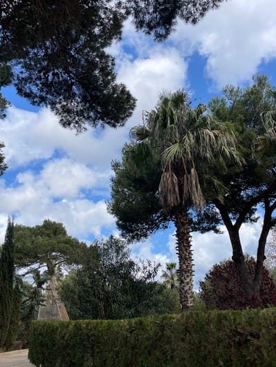 The image displays an outdoor scene in Sant Llorenç des Cardassar, Spain, featuring diverse vegetation under a partly cloudy sky. The upper portion of the frame shows a blue sky with numerous scattered white cumulus clouds. Dark green coniferous tree crowns, some with visible pinecones, are prominent in the upper left and right. A tall palm tree with a rough, textured trunk and drooping, dry-appearing fronds stands slightly right of center. Below, a dark green, trimmed hedge spans horizontally across the foreground. To the mid-left, behind the hedge and partially obscured by other trees, a light-colored, stepped, pyramid-shaped monument is visible. The mid-ground and background contain a variety of other trees and shrubs with green and reddish-brown foliage. No individuals or human activity are depicted within the scene.