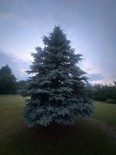 The image shows a blue spruce tree in the city of Lapės, Lithuania. The tree is in the center of the frame, with a dark, overcast sky behind it. The ground around the tree is covered in grass, and there is a paved path to the right of the tree. In the background, there are other trees and bushes. The lighting suggests it is either early morning or late evening. No people are visible in the image.