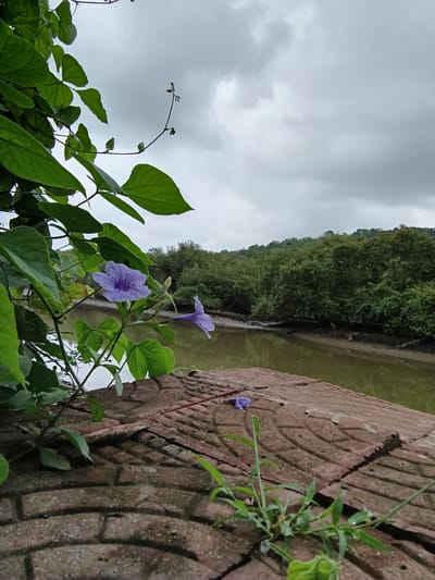 Captured from a low angle, the scene presents a water body bordered by dense green foliage and a brick structure. Dominating the foreground are lush green plants and vibrant purple flowers. A weathered brick wall stands to the right, seemingly erected beside the water's edge. The background features a dense forest lining the water's edge under a sky heavy with overcast clouds. The overall lighting suggests a diffuse daylight, indicative of the cloudy conditions. The exact location is Marna, India, as instructed.