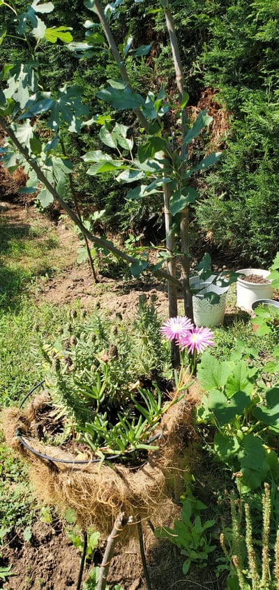 The image depicts a garden scene in Nέα Σάντα, Greece. The primary subjects are several plants, including a young tree with broad green leaves, a cluster of vibrant pink flowers, and dense green shrubs. The ground is a mix of soil and grass. In the background, two white planters are visible, one of which appears to be partially filled with soil. A thin branch is propped up by what looks like coco coir matting, possibly to support a plant.

The lighting suggests it is daytime, with sunlight casting shadows across the scene. The weather appears to be fair, conducive to outdoor gardening. The overall setting is a domestic garden, likely in a suburban or rural area given the lush greenery and planters. There is no discernible activity taking place, as the image seems to be a static capture of the garden. No text is visible in the image.
