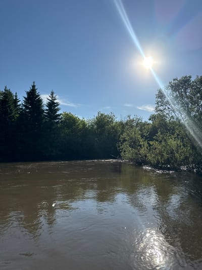 The image depicts an outdoor daytime scene of a river or stream flanked by dense vegetation, located in Malaya Kuskunka, Russia. The sky is largely clear and blue, with faint white wisps of clouds present, particularly above the left bank. A bright, unoccluded sun is positioned in the upper right quadrant of the frame, producing significant lens flare characterized by a prominent starburst pattern and two distinct diagonal light rays extending across the upper sky.
The lower half of the image is dominated by the water body, which exhibits a murky, brownish coloration. The surface of the water shows numerous ripples and disturbed areas, with significant shimmering reflections of the sunlight, particularly concentrated in the lower right portion of the frame. A singular, bright, circular reflection or artifact is visible on the water's surface in the central-left area.
The left bank of the watercourse features a dense line of vegetation. On the far left, several tall, dark green coniferous trees are prominent, their tops reaching into the mid-sky. Moving rightward along this bank, the vegetation transitions into a continuous wall of darker deciduous trees and shrubs, which appear partially shaded.
The right bank is similarly lined with dense foliage, primarily consisting of deciduous trees and shrubs. These trees exhibit a lighter green hue compared to those on the left bank, suggesting direct illumination. Some branches from the right bank extend outwards over the water.
No human figures, animals, or man-made structures are discernible within the frame. The scene is devoid of any apparent actions or interactions.