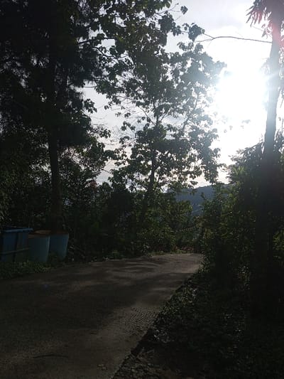 A sunlit road cuts through lush greenery. Trees frame the scene, their branches obscuring the bright sun. The road, mostly in shadow, curves uphill, hinting at distant hills. Vegetation thrives on both sides, creating a dense, verdant atmosphere. Two blue containers sit to the left, near the start of the road. The scene conveys a peaceful, natural setting bathed in sunlight.
