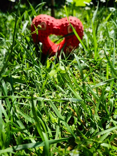 A close-up, low-angle shot captures a bright red dog toy nestled amongst lush green grass. The toy, which appears to be made of rubber and has a bumpy texture, is roughly shaped like an infinity symbol or a pretzel. Sunlight illuminates the scene, casting shadows and highlighting the vibrant green of the grass. The focus is sharp on the toy and immediate surroundings, while the background blurs into a soft green bokeh, suggesting an outdoor setting. The time of day appears to be sunny, likely daytime, given the strong light and shadows. The location is identified as Švenčionys, Lithuania. There is no visible text in the image.