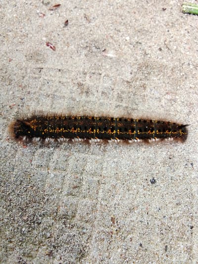 A dark brown, hairy caterpillar with bright yellow and orange markings is lying on a light-colored, sandy surface. The caterpillar is elongated and segmented, with short, dense hairs covering its body. Small white tufts of hair are visible along its underside. The sandy surface appears to be a pathway or ground, with small pebbles and specks of debris scattered across it. The lighting suggests an outdoor environment, possibly during the day. No specific landmarks or clues about its exact location within Snopok Novyi, Russia are visible in the image.
