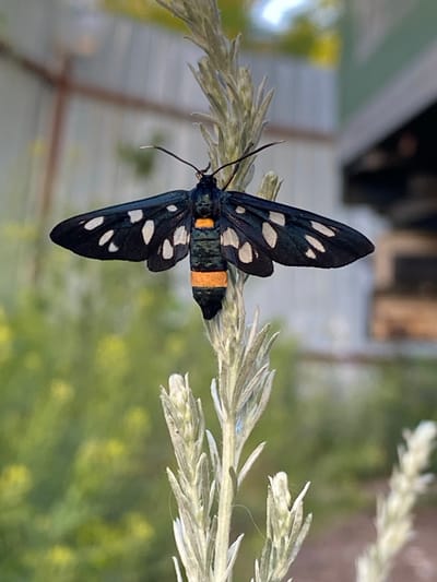 In Aleksandrovka Donskaya, Russia, a nine-spotted moth (Amata phegea) is perched on a stalk of what appears to be a dried plant with feathery plumes. The moth, predominantly black, has distinct white spots on its forewings and two bright orange bands across its abdomen. Its wings are spread wide, revealing the intricate patterns. The background is softly blurred, showing hints of greenery and a structure that could be a building with a roofline. The lighting suggests it is daytime.