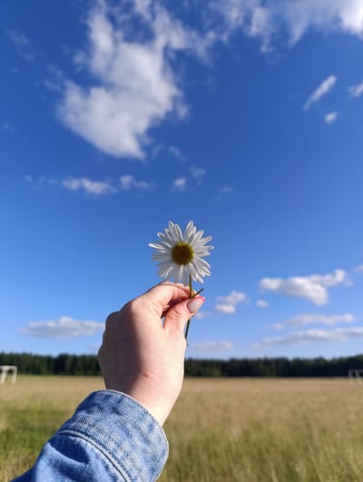 A close-up, first-person perspective shot captures a hand holding a single white daisy against a bright blue sky with scattered white clouds. The hand, with its fingernails painted in a French manicure style, is holding the stem of the daisy. The background reveals a vast, dry, golden field, likely a meadow or pasture, with a dark line of trees in the distance. Faintly visible are what appear to be white soccer goal frames in the field, suggesting a sports field or park. The overall impression is one of a sunny day in a rural or semi-rural setting. The time of day appears to be late afternoon or early evening, given the warm, golden hue of the field and the quality of light. There is no visible text in the image. The mood is serene and peaceful, evoking a sense of nature and simplicity. The location context of Ivanovskoe, Russia, suggests a natural landscape common in that region during warmer months.