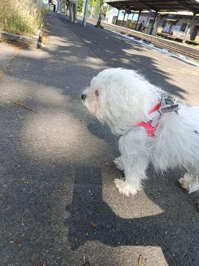 A medium-shot captures a white Maltese dog wearing a red and grey harness, standing on a grey asphalt surface. The dog is facing left, towards a train platform. The platform, adorned with graffiti, is covered by a simple metal roof with visible number signs. In the background, people stand on the platform. The scene is sunlit, casting distinct shadows. The location is Eltville, Germany.