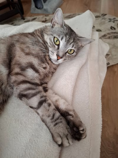 A tabby cat with green eyes is resting on a white plush blanket in Yablonovskiy, Russia. The cat is lying on its side with its paws extended. Its fur is gray with black stripes. The blanket is soft and fluffy, and it appears to be in a home environment. The background is blurred, but it looks like there might be a rug and some furniture.