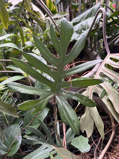 A close-up photograph shows a large, dark green, intricately patterned leaf with a brown stem. The leaf is bisected with a thin, light brown vine. The leaf is partially obscured by other leafy vines, some with reddish hues. This photo was taken in a green, dense, tropical setting, at a location with coordinates of -5.3857179 latitude and 105.3056402 longitude, in Bandar Lampung, Indonesia.