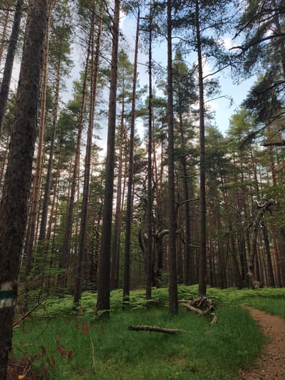 The media file shows a tall pine forest with a dirt path winding through it. The ground is covered in lush green grass and ferns. Sunlight filters through the dense canopy, creating a dappled effect. The trees are straight and tall, with rough bark. Some fallen branches are scattered on the ground. A trail marker, a horizontal white stripe with a vertical green stripe, is visible on a tree trunk on the left side of the image. The scene evokes a sense of peace and tranquility. The time of day appears to be late afternoon or early evening, with the sun casting long shadows. The weather seems to be fair. The location is identified as Dedovo, Bulgaria. There are no people or animals visible in the image.