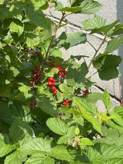 A close-up, sunlit shot captures a red currant bush growing outdoors. The bush is laden with small, vibrant red berries clustered along thin branches. Lush green leaves, some with serrated edges, fill the frame, creating a dense foliage. In the background, a grey concrete block wall, likely part of a building or fence, is visible, with a diagonal shadow cast across it. The setting appears to be a residential area in the city of Қосшы, Kazakhstan, possibly a garden or yard. No people are present in the image.