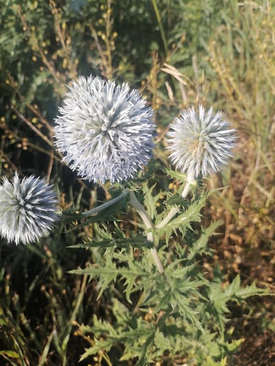 A close-up, natural light photograph captures three spherical, silvery-white flower heads of a thistle plant. The flowers are positioned in the foreground against a blurred background of dry grasses and green foliage. The central flower is the largest and most in focus, with its delicate, spiky petals radiating outwards. To its left and slightly behind, a smaller, dimmer flower head is visible. To the right and further back, another, even smaller flower head is partially obscured by the central one. The plant's spiky green leaves are visible at the bottom of the frame, showing the characteristic jagged edges of thistle foliage. The overall impression is one of delicate beauty in a wild, natural setting. The scene is likely located in the vicinity of Predgornoje, Kazakhstan, given the described flora and arid climate.