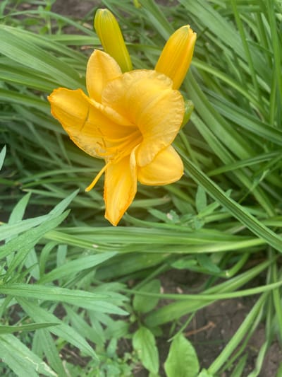 A close-up, eye-level shot shows a vibrant yellow daylily in full bloom surrounded by lush green foliage. Two unopened buds are visible behind the open flower, also a bright yellow. The flower's petals are unfurled, revealing its stamens and pistil. The background consists of long, slender green leaves and dark soil, suggesting an outdoor garden setting. This image was taken in Balakovo, Russia.
