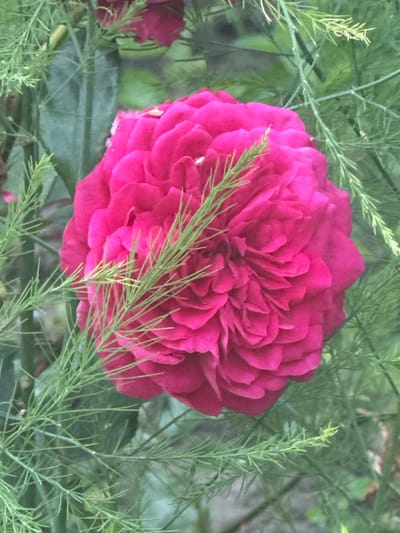 This is a close-up, medium-shot photograph of a vibrant pink rose in bloom, nestled amongst delicate green foliage. The rose is the primary subject, filling a significant portion of the frame with its densely packed, ruffled petals. Its rich magenta hue stands out against the softer greens of the surrounding plants.
The background consists of out-of-focus greenery, suggesting an outdoor garden setting. Thin, feathery sprigs of what appears to be asparagus fern or a similar plant weave in and out of the rose petals and across the foreground, adding a textural contrast. A hint of a darker, possibly larger leaf is visible beneath the rose, and a blurred shape of another pink bloom can be seen on the far left, suggesting the presence of more flowers nearby. The lighting appears soft and diffused, indicating it might be an overcast day or late afternoon. No people, text, or specific time-of-day cues like harsh shadows are discernible. The overall mood is one of natural beauty and serene tranquility.