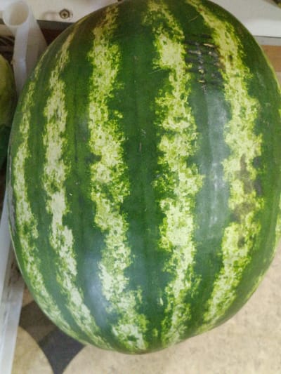 A close-up, eye-level shot shows a whole watermelon with dark green and light green stripes. The watermelon is positioned in the foreground and fills most of the frame, resting on a light-colored surface. In the background, a white object, possibly a plastic container or a stand, is visible on the left. The image appears to be taken indoors, with the lighting casting subtle shadows and highlighting the texture of the watermelon rind. The location is identified as Martuni, Armenia.