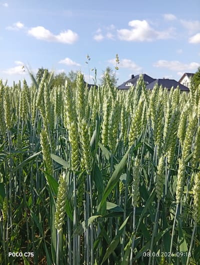 The image displays a close-up view of a wheat field under a bright blue sky with scattered white clouds. The wheat stalks are green and appear to be in the early stages of growth. In the background, several houses with dark roofs are visible, along with some trees. The scene is likely located in a rural area, possibly on the outskirts of the city of Kiełczów, Poland, given the presence of residential buildings and agricultural land. The bottom left corner of the image shows "POCO C75" and the bottom right corner displays "08.06.2026 09:18", indicating the device used and the date and time the photo was taken. There are no people or animals present in the image.