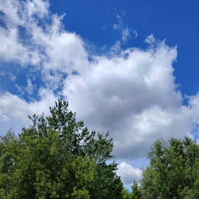 The image depicts a clear blue sky filled with scattered white cumulus clouds. The lower portion of the frame is dominated by the lush green foliage of several trees, their branches reaching upwards towards the sky. The scene appears to be an outdoor natural setting, likely in a park or forested area, given the density of the trees. The bright blue sky and fluffy white clouds suggest a daytime setting with good weather. The specific location of Рахманово, Russia, is not visually discernible from the image itself; it is provided as external context. There are no people or visible actions taking place in the image, focusing solely on the natural landscape.