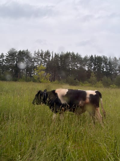 In Ludorvay, Russia, a black and white cow stands in a field of tall, green grass. The cow is facing to the left and its hindquarters are visible. Behind the cow, a dense forest of pine trees stretches across the horizon under a cloudy sky. The image appears to have been taken on a slightly overcast day.