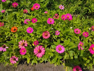 Located in Nathene, Laos, this image presents a high-angle view of a dense patch of flowering plants, primarily Zinnia species. The scene is dominated by numerous magenta and fuchsia flowers, each featuring multiple layered petals surrounding a prominent yellow-orange central disk. Scattered among these are a few vibrant orange flowers of similar morphology. The blossoms are interspersed within a lush bed of bright green, ovate to lanceolate leaves, some appearing to have small water droplets. The plants are well-lit by direct sunlight, casting subtle shadows. Along the bottom edge of the frame, a dark gray paved surface, possibly composed of bricks or concrete, is visible, indicating the boundary of the garden bed. No individuals, specific actions, or overt interactions are present in the frame. The immediate background consists of blurred green foliage.