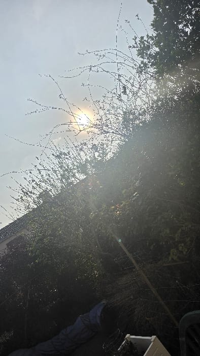 The image depicts an outdoor scene in Magny-les-Hameaux, France, characterized by bright sunlight and dense vegetation. The upper portion of the frame features a hazy, light-blue sky with the sun prominently positioned in the upper-left quadrant, causing significant lens flare and overexposure, obscuring some details. A halo effect is visible around the sun.
Dense green foliage, appearing as a thick hedge or tree line, dominates the right and central portions of the image, with some bare branches visible against the sky in the upper-left. In the far upper-left, a section of a residential building is partially visible, showing a light-colored facade and a roof with reddish-brown tiles.
At the ground level in the lower-left, a dark blue fabric item, possibly a tarp or blanket, rests on the dark ground. Toward the lower-right, a white, rectangular object resembling a planter box is visible, alongside a dark-colored object consistent with the back of a plastic outdoor chair. A thin wooden pole or stake extends diagonally upwards from the lower-right, partially obscured by the foliage. No individuals are present, and no actions or interactions are occurring. The environment suggests a daytime setting with clear but hazy atmospheric conditions.