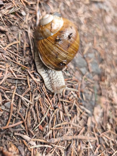 A snail is crawling on the ground, which is covered with pine needles and dry leaves. The snail has a coiled, brown shell and a pale, textured body. Its tentacles are extended forward. The background is blurred, suggesting a shallow depth of field. The scene is a natural outdoor environment. No specific location in Choceň, Czechia, can be identified from the image.