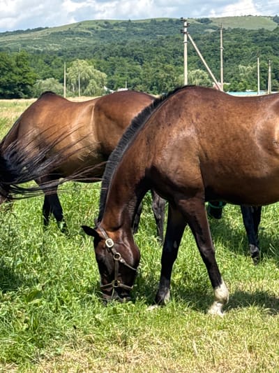 In a grassy field, two brown horses graze under a cloudy sky. The horse in the foreground is closer to the viewer, its head lowered to the ground as it eats. It wears a dark bridle with a silver buckle. Behind it, another horse is partially visible, also grazing. The background shows a lush green forest and rolling hills. In the distance, telephone poles stand against the sky, hinting at the rural landscape of Zassovskaya, Russia. The overall scene is one of peaceful pastoral life.