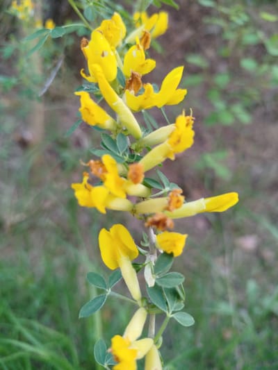 The image shows a close-up of a flowering plant with bright yellow flowers arranged in a vertical, linear pattern along a thin stem. The flowers are pea-like in shape, with some showing signs of browning or wilting. Small, green, trifoliate leaves are visible along the stem, interspersed with the flowers. The background is blurred, suggesting a natural environment with green vegetation and possibly trees. There is no evidence of the location being in the city of Zarech'e, Russia. No people, subjects, objects, actions, or interactions beyond the description of the plant are evident. The environment is a natural setting with vegetation.