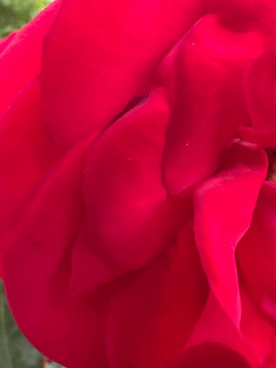 This is a close-up, abstract shot of a vibrant red rose, focusing on its velvety petals. The image is dominated by rich red hues, with subtle variations in shade and texture that highlight the organic curves and folds of the flower. Some tiny, almost imperceptible white specks are visible on the petals, possibly pollen or dust. The soft focus and shallow depth of field create an intimate and dreamy feel, drawing the viewer into the intricate details of the rose. The background is out of focus, with hints of green suggesting foliage, placing the rose in a natural outdoor setting. The lighting appears to be natural daylight, casting soft shadows that enhance the three-dimensionality of the petals. There is no text visible in the image. The overall impression is one of natural beauty and delicate detail.