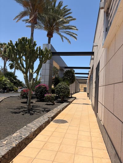 The image shows a pathway next to a building in Antigua, Spain. The pathway is paved with square, light orange tiles and is bordered on the left by a low stone wall filled with dark volcanic rock. Beyond the wall, there is a tall cactus, several bushes with pink flowers, and palm trees. The building to the right has a light-colored, textured facade and a covered walkway supported by black metal beams. The sky is clear and blue.
