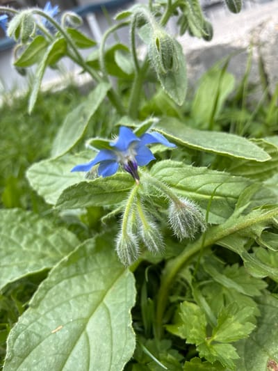 A close-up, eye-level shot showcases a vibrant blue borage flower in bloom, surrounded by lush green foliage and unopened buds. The flower, with its star-shaped petals and dark purple center, is the focal point, slightly off-center to the left. The surrounding leaves are broad, textured, and covered in fine white hairs, characteristic of borage plants. Several unopened buds, also hairy and elongated, are visible on stalks extending from the main plant. The background consists of more green leaves and grass, with a blurred grey stone surface in the upper right corner. The lighting suggests it's daytime, possibly overcast. The scene is located in a garden or natural green space, possibly within the city of Bad Hersfeld, Germany. There are no people or animals visible in the image.