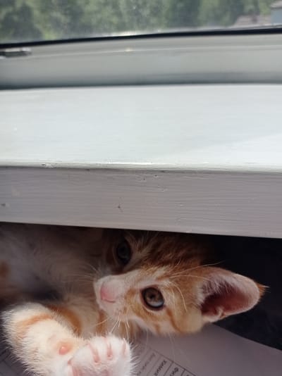 An orange tabby kitten peeks out from under a white ledge. The kitten has green eyes and pink paw pads. It is lying on a surface with some papers that have text in Cyrillic script. The background appears to be a window with trees and a building visible through it. The image is a close-up shot, focusing on the kitten's face and front paws. The location is Uglekamensk, Russia.