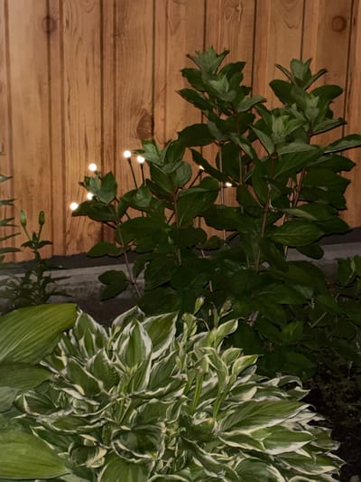 The image depicts a garden scene in Dubovoye, Russia, at night, with a wooden fence serving as the backdrop. In the foreground, a lush hosta plant with variegated green and white leaves is prominently featured. Behind it, a large shrub with dark green leaves is visible. Scattered among the leaves of the shrub are several small, glowing white lights, possibly part of a decorative string light installation. The overall impression is one of a tranquil, illuminated garden space.