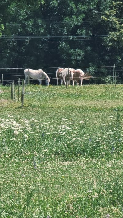 In the city of La Vall d'en Bas, Spain, three horses are grazing in a field on a sunny day. A light-colored horse is on the left, bending its head down to eat. To its right, two piebald horses stand close together, also grazing. The horses are behind a wire fence, with wooden posts supporting it. The field is covered in lush green grass and dotted with white wildflowers. In the background, a dense line of dark green trees forms a backdrop against a clear blue sky. The image captures a peaceful rural scene.