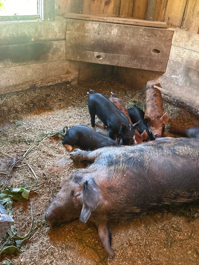 In a rustic barn in South Dundas, Canada, a mother pig lies on the ground covered in straw, while her piglets feed from her. The barn walls are made of rough wooden planks, and a window lets in natural light. The floor is covered with straw and wood shavings. The piglets are a mix of black and spotted colors, and they are all gathered around their mother, engrossed in feeding. The scene is one of domesticity and nature, showcasing the bond between mother and offspring in a farm setting.