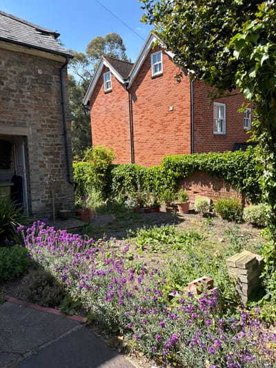 The image captures a view of a garden and residential buildings, likely located in Guildford, United Kingdom. The garden features a variety of plants, including vibrant purple flowers in the foreground. A brick wall overgrown with greenery runs along the side of the garden. Adjacent to the garden are two residential buildings, one constructed of brick with visible windows and roofing, and the other appears to be made of stone with a doorway visible. The sky is clear, and the lighting suggests it is daytime.