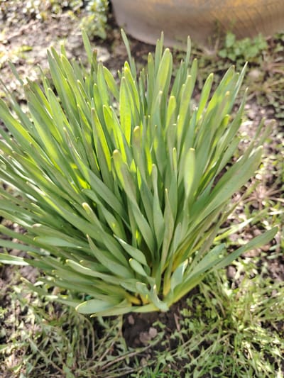 The image features a close-up of a vibrant cluster of green, strap-like plant leaves, likely a type of bulb plant such as daffodils or tulips, emerging from the soil. The leaves are densely packed, upright, and form a lush, bushy clump. Bright sunlight illuminates the foliage, particularly from behind, causing many of the leaves to glow with a fresh green hue and creating visible highlights and some internal shadows within the plant.
The plant is rooted in dark brown soil, which appears to be garden earth, with some small bits of organic matter visible. Surrounding the main plant and extending into the background, there are patches of sparse green ground cover or weeds, indicating an outdoor, natural setting. The background is largely out of focus, showing indistinct areas of soil and blurry vegetation. In the upper right section of the main image, a fuzzy, yellowish-brown object, possibly a part of a container, tire, or structure, is faintly discernible.
The strong, clear lighting suggests a sunny day, likely morning or late afternoon, emphasizing the plant's freshness. No specific activity is depicted, apart from the natural growth of the plant. There are no people, animals, or visible text in the image. The scene captures a moment of early spring growth in an outdoor environment in Сусады-Эбалак, Russia.