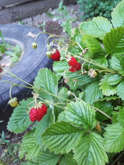 The image shows a close-up of a strawberry plant with several ripe red strawberries and some unripe green ones. The plant is growing outdoors, with its leaves and stems visible. In the background, a black tire and some dirt are visible. The scene appears to be in a garden or yard. The location is identified as Voroshilovka, Kazakhstan, based on the provided prompt.