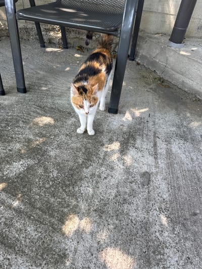 A calico cat is lying on a concrete surface under dappled sunlight. The cat is white, black, and orange, with its front paws extended. It is positioned near a black metal chair, the legs of which are visible on the left side of the frame. The concrete surface appears weathered and cracked in places. The scene suggests an outdoor setting, possibly a patio or courtyard. The lighting indicates it is daytime. The cat's posture and slightly open mouth suggest it is relaxed or perhaps anticipating something. No text is visible in the image.