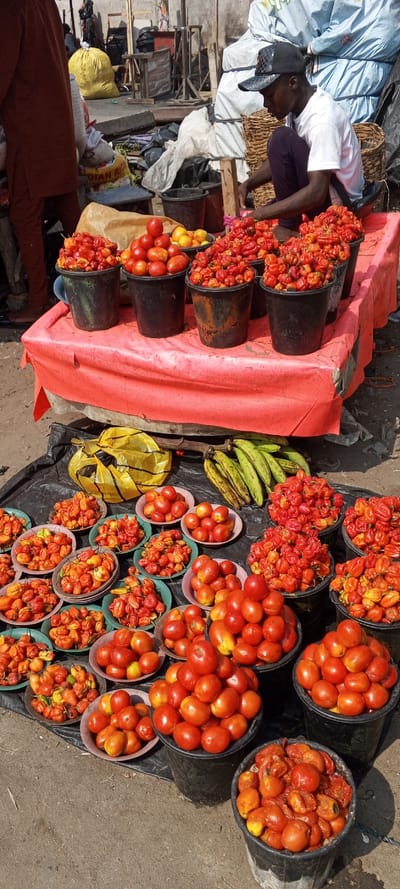 The image depicts an outdoor market stall in Awjaw, Nigeria, featuring a large display of fresh produce. A dark-skinned male vendor, wearing a black checkered baseball cap, a white t-shirt, and dark trousers, is squatting behind a red tarp-covered table on the right side of the frame, appearing to attend to the items. Partially visible on the far left is another individual wearing brown-orange attire.
The foreground and midground are dominated by numerous quantities of red peppers and red tomatoes. On the red tarp-covered table, there are six black plastic buckets filled with bright red peppers and two black plastic buckets filled with red tomatoes, some topped with smaller yellow fruits. Below the table, on a black tarp spread across the dirt ground, a dense arrangement of shallow, round metal bowls (silver, green, and brown) is present, each overflowing with red peppers and red tomatoes. Additionally, several larger black plastic buckets on the ground contain red tomatoes, with one bucket holding overripe or damaged tomatoes and small yellow fruits. A bunch of green bananas and a crumpled yellow plastic bag also rest on the black tarp.
In the background, behind the vendor, are stacks of white tarps or bags, a large woven basket, and miscellaneous dark bags and debris. Further back, rudimentary wooden structures, a large yellow sack, and a bag labeled "INDIAN RICE" are visible. The ground throughout the scene is uncovered dirt. The lighting indicates a bright, sunny outdoor environment.