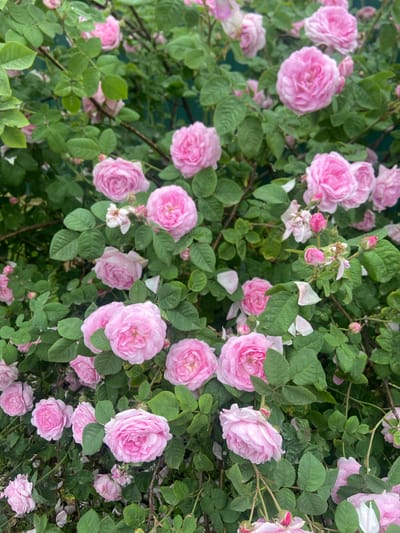 A medium shot captures a dense bush of pink roses in the city of Bogoslovo, Russia. The roses are in various stages of bloom, with many fully open and some still as buds. The petals are a soft pink, with some deeper hues and lighter edges. The foliage is lush and green, with some leaves appearing darker or lighter due to the lighting. Small droplets of water are visible on some of the petals and leaves, suggesting recent rain or dew. The background is blurred, but appears to be a dark green, possibly a fence or other foliage. No people or animals are present in the scene.