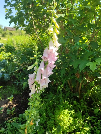 A close-up, eye-level shot captures a foxglove plant in bloom, its pale pink, bell-shaped flowers dotted with darker pink specks, hanging in a cascade. The plant stands tall against a backdrop of lush green foliage and a bright blue sky. The background shows a hint of a rural setting with a distant house and trees, suggesting it is located in Sovetsko-Nikol'skoe, Russia. The scene is illuminated by natural sunlight, casting shadows and highlighting the vibrant colors of the garden.