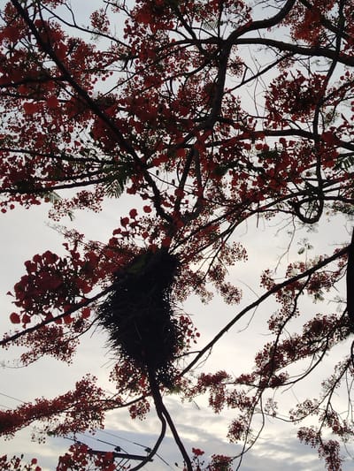 A low-angle shot captures a tree with vibrant red flowers, likely a Royal Poinciana tree. The tree has a large, messy bird nest visible within its branches. The sky is visible in the background. It is located in the city of Los Leoncitos, Venezuela. A power line is visible in the lower left.