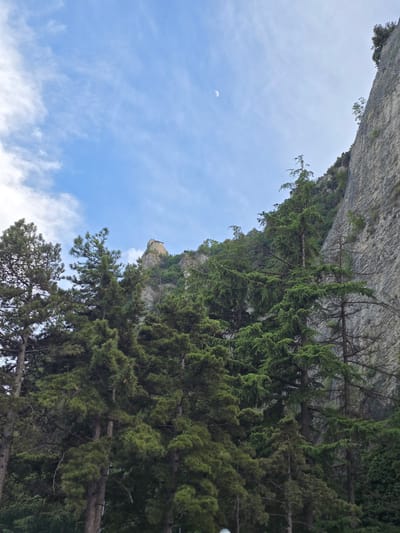 The image captures a dramatic upward view from a forested area towards a sheer, rocky cliff face. Dominating the lower and middle sections of the frame are dense evergreen trees, their dark green foliage creating a lush canopy. To the right, the imposing cliff rises steeply, its textured surface a mix of grey and beige rock. High above, peeking out from behind the trees and nestled on the very summit of the cliff, is a small stone structure, possibly a watchtower or part of a fortress. The sky above is a pale blue, streaked with wispy white clouds, and a faint crescent moon is visible in the upper left quadrant. This scene likely depicts the iconic landscape of the City of San Marino, San Marino, specifically an area near one of its historic fortifications.