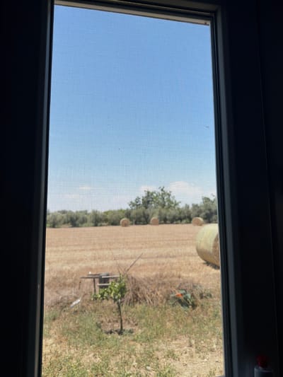 The image shows a view through a window with a screen of a rural landscape under a clear blue sky. In the foreground, grass and some small plants are visible. The mid-ground features a dry, tan-colored field with several round hay bales. In the background, a line of trees is sparsely distributed across the horizon. The setting appears to be a dry, agricultural area. The location is Dromolaxia - Meneou Municipality, Cyprus.